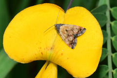 Tripudia goyanensis