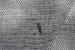 Xyphon reticulatum