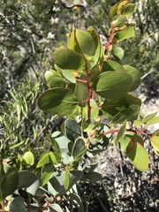 Arctostaphylos patula