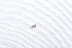Mitrapsylla
