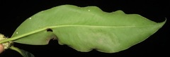 Primulaceae
