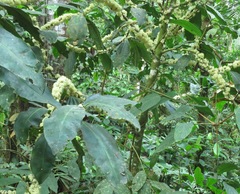 Primulaceae