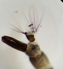 Aedes triseriatus