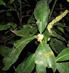 Primulaceae