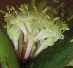Primulaceae