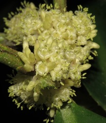 Primulaceae