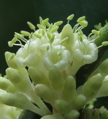 Primulaceae
