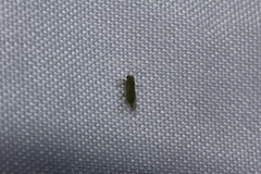 Mitrapsylla