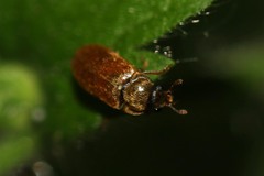 Byturus ochraceus