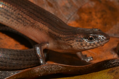 Kilimanjaro Five-toed Skink, Leptosiaphos kilimensis