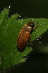 Byturus ochraceus