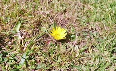 Hypochaeris sessiliflora