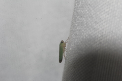 Xyphon reticulatum
