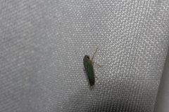 Xyphon reticulatum