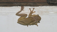 Trachycephalus mesophaeus