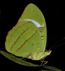 Nessaea obrinus