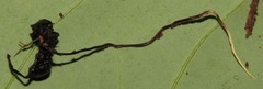 Ophiocordyceps kniphofioides