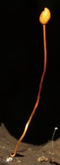Ophiocordyceps sphecocephala