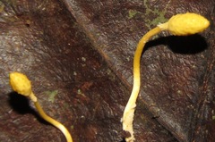 Ophiocordyceps sphecocephala