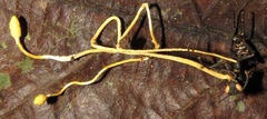 Ophiocordyceps sphecocephala