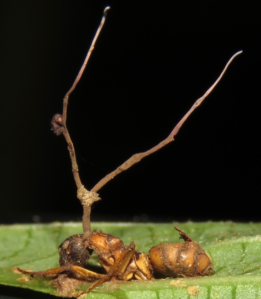 Ophiocordyceps camponoti-atricipis