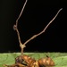 Ophiocordyceps camponoti-atricipis - Photo (c) Rich Hoyer, μερικά δικαιώματα διατηρούνται (CC BY-NC-SA), uploaded by Rich Hoyer