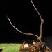 Ophiocordyceps unilateralis - Photo (c) Rich Hoyer, μερικά δικαιώματα διατηρούνται (CC BY-NC-SA), uploaded by Rich Hoyer