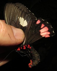 Parides sesostris