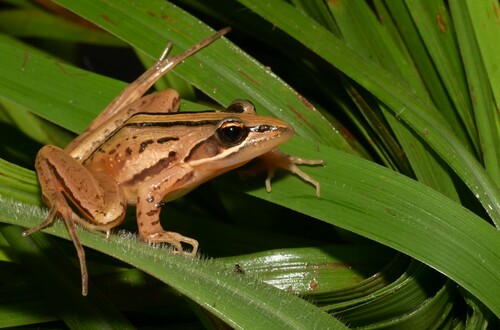 Mt. Meru Stream Frog