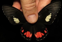 Parides sesostris