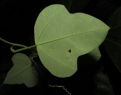 Passiflora auriculata