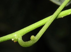 Passiflora auriculata