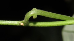 Passiflora auriculata