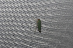 Xyphon reticulatum