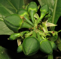 Solanum dimorphandrum