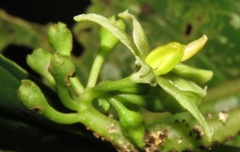 Solanum dimorphandrum