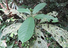 Solanum dimorphandrum