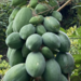 Papayas - Photo (c) nimishachand10, algunos derechos reservados (CC BY-NC)