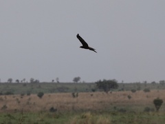 Circaetus beaudouini