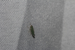 Xyphon reticulatum