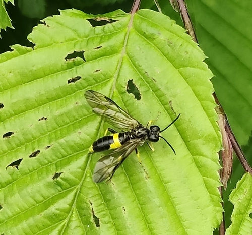 Small Yellow-girdled Tenthredo, 3582 CZ Utrecht, Nederland, photo 9 of 10