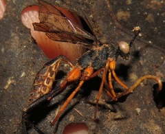 Ophiocordyceps sphecocephala