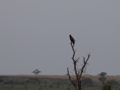 Circaetus beaudouini