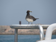 Ichthyaetus hemprichii