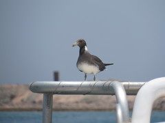 Ichthyaetus hemprichii