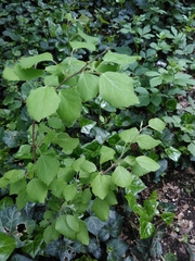 Populus