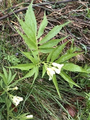Cardamine kitaibelii