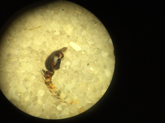 Dolomedes tenebrosus