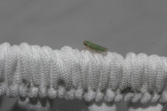 Xyphon reticulatum