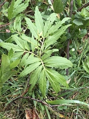 Cardamine kitaibelii